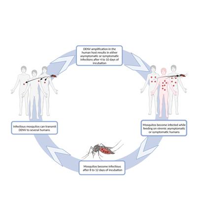 Flying under the radar – impact and factors influencing asymptomatic DENV infections